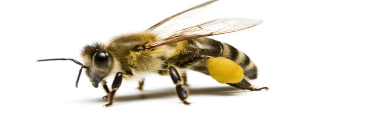 Genetiği Değiştirilmiş Ürünlerin Arılar Üzerine Olası Etkileri