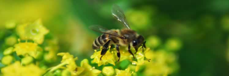 Arı Ürünlerinin Karaciğer Hasarını Önlemedeki Rolü Nedir? 