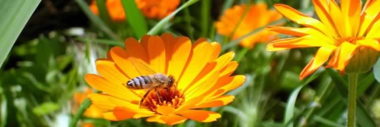 Bal Arılarının Beslenmesinde Polenin Yeri